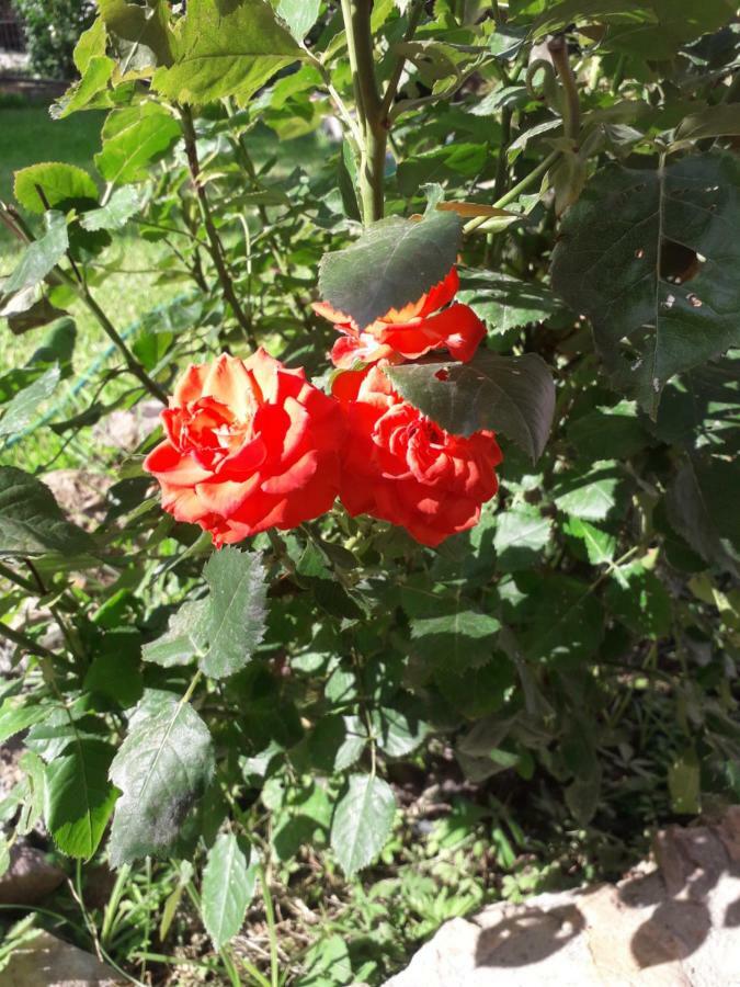 Willa Roses Skála Kallirákhis Zewnętrze zdjęcie